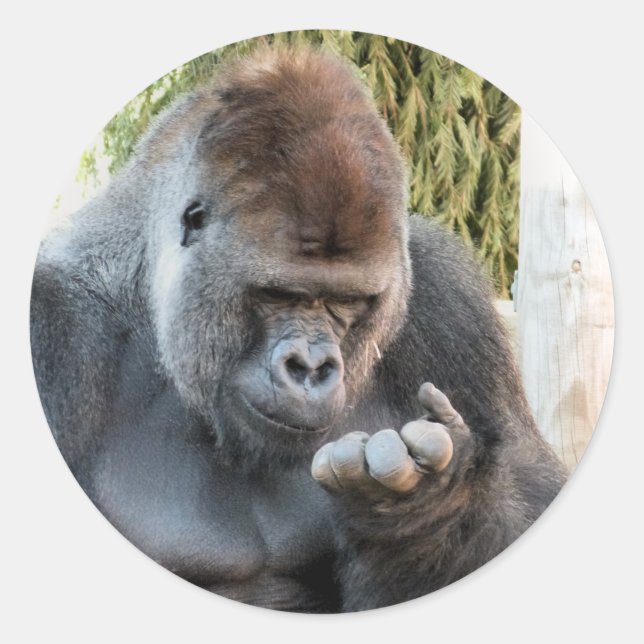 CUTE GORILLA CLASSIC ROUND STICKER (Front)