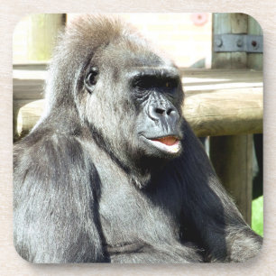 CUTE GORILLA COASTER