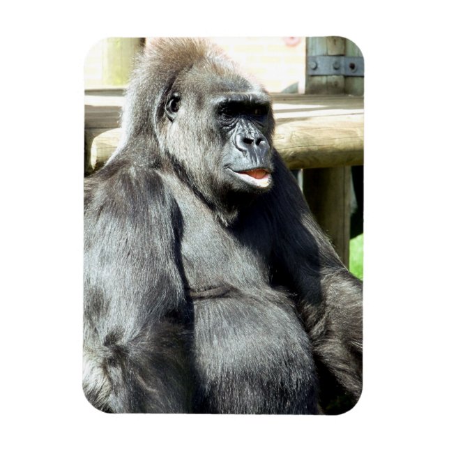 CUTE GORILLA MAGNET (Vertical)