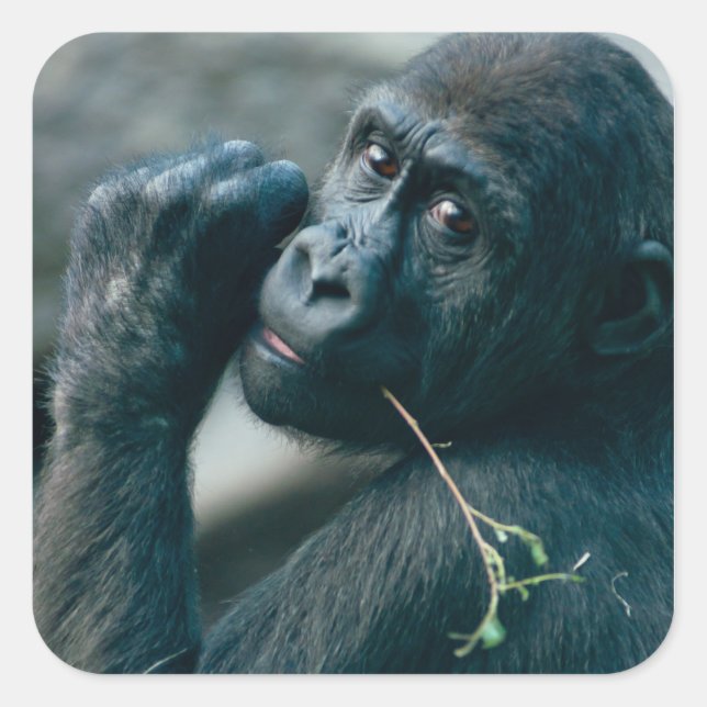 Cute Gorilla with bright eyes looking eye contact Square Sticker (Front)