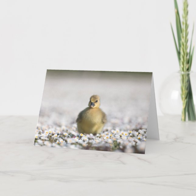 Cute gosling nature photo card (Front)