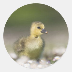 Cute Gosling Nature Photo Classic Round Sticker