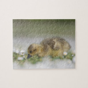 Cute gosling nature photo jigsaw puzzle