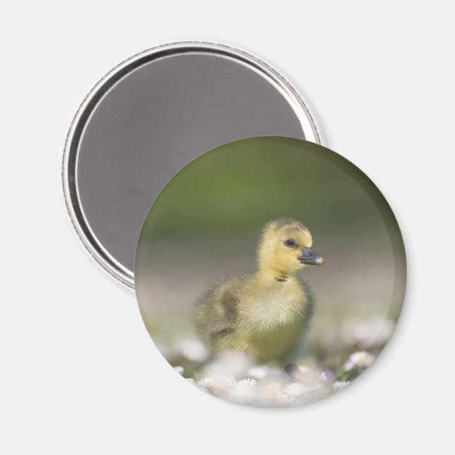 Cute Gosling Nature Photo Magnet (Front/Back)
