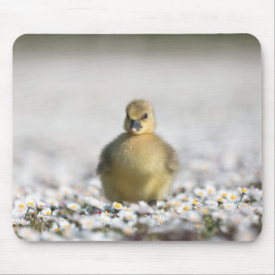 Cute gosling nature photo mouse mat