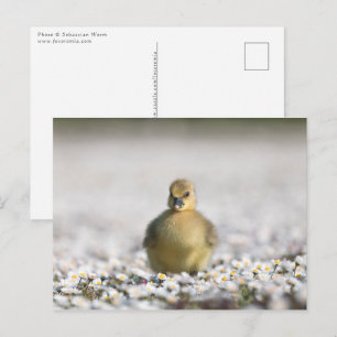 Cute gosling nature photo postcard