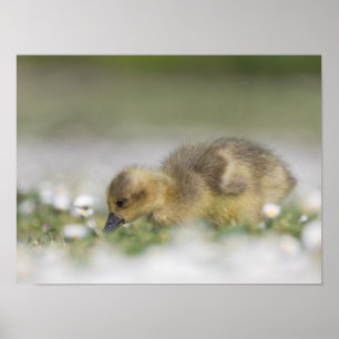 Cute gosling nature photo poster
