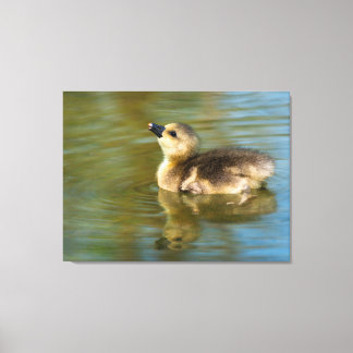Cute Gosling on pond Canvas Print