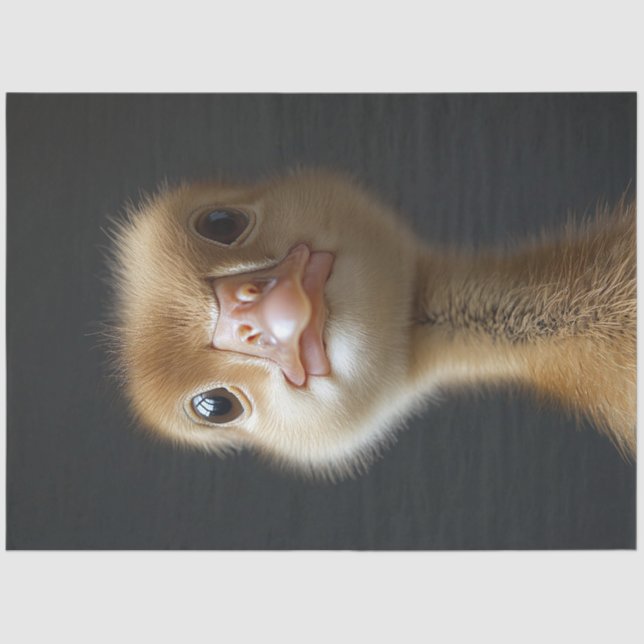 Cute Gosling Portrait Decoupage Tissue Paper (Front)