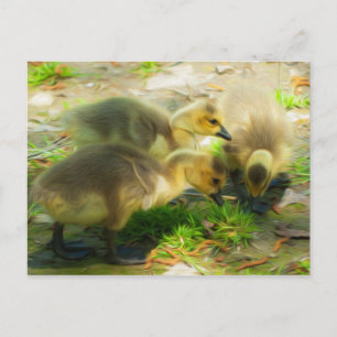 Cute Gosling Postcard