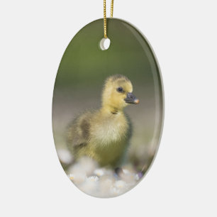 Cute Gosling Wildlife Photo Ceramic Tree Decoration