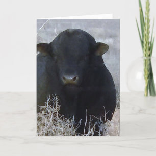 Cute Graduation Congratulations Ranch Farm Bull Card
