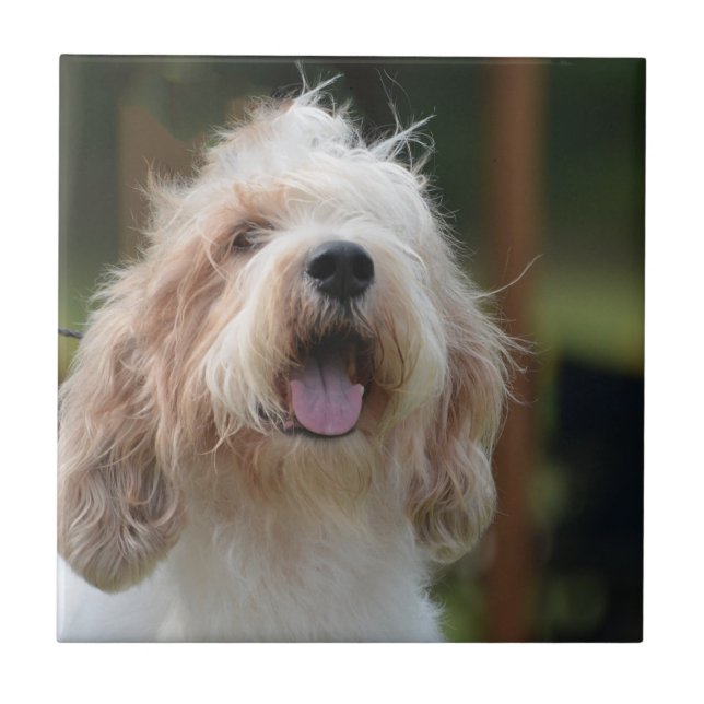 Cute Grand Basset Tile (Front)