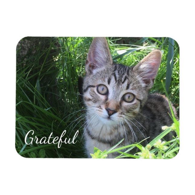 Cute Gratitude Kitten Magnet (Horizontal)