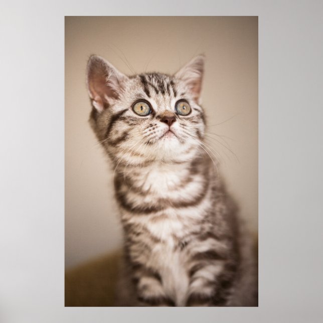 Cute Gray British Short Hair Kitten (Blue Tabby) Poster (Front)