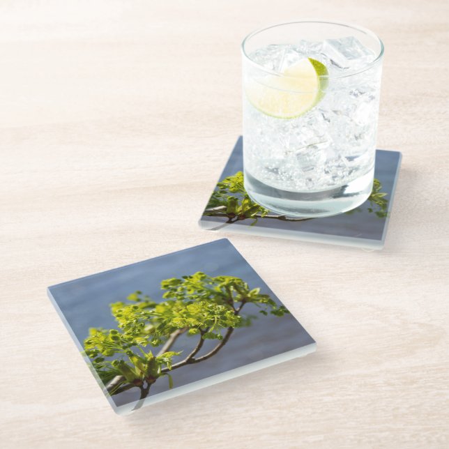 Cute green branch in the wind  glass coaster (Angled)
