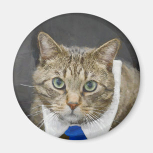 Cute green-eyed brown tabby cat wearing a blue tie magnet