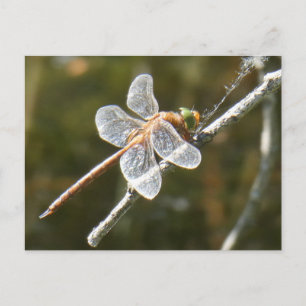 Cute Green Eyed Hawker Dragonfly DIY Postcard