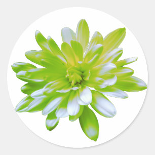 Cute green floral green flower green daisy classic round sticker