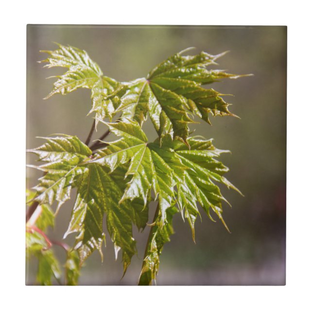 Cute green maple branch with small leaves  tile (Front)