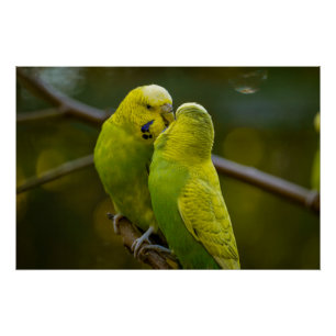 Cute Green Yellow Budgie Birds on a Tree Branch  Poster