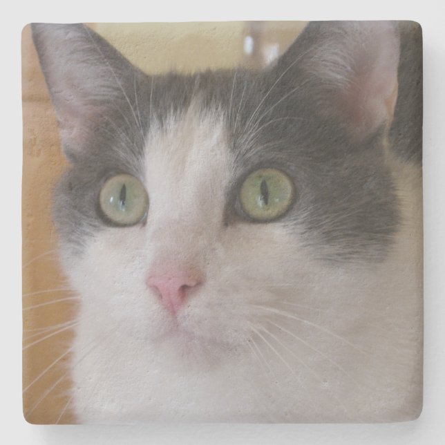 Cute Grey and White Cat Stone Coaster (Front)