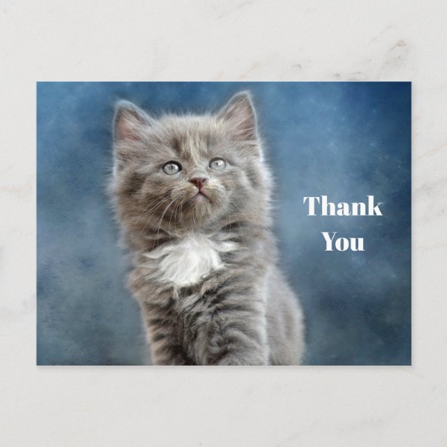 Cute Grey and White Kitten Photo Thank You Postcard (Front)