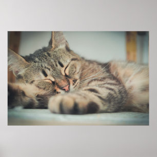 Cute Grey Black Brown Cat Sleeping Poster
