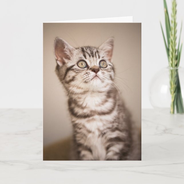 Cute Grey British Short Hair Kitten (Blue Tabby) Card (Front)