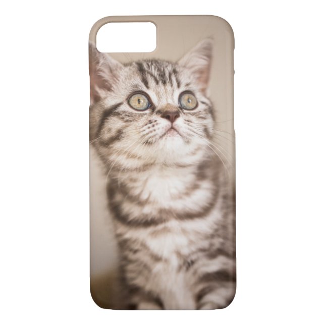 Cute Grey British Short Hair Kitten (Blue Tabby) Case-Mate iPhone Case (Back)