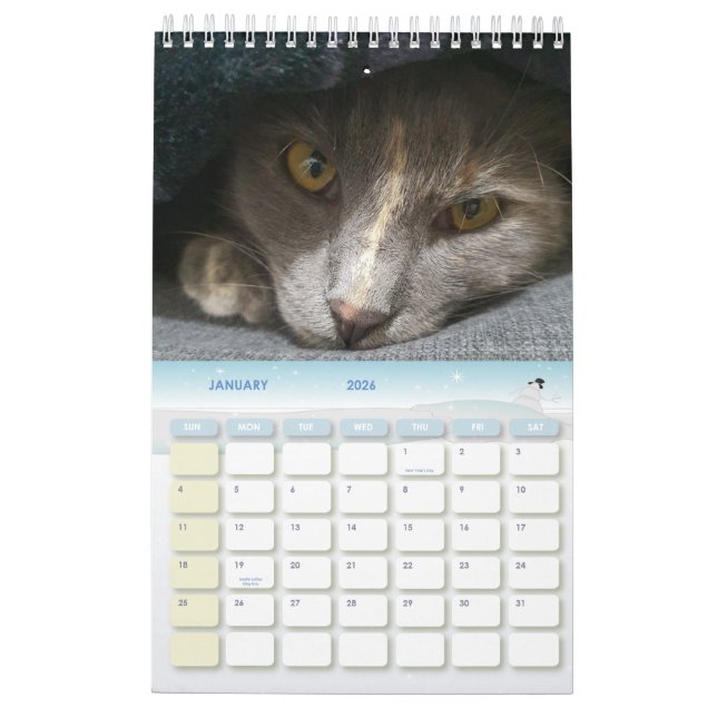 cute grey cat photos 2025 calendar (Jan 2026)
