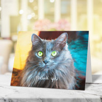Cute grey cat simple handwritten typography sweet
