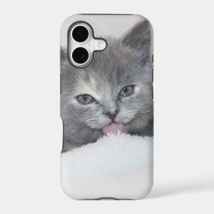 Cute Grey Cat Tongue Out!