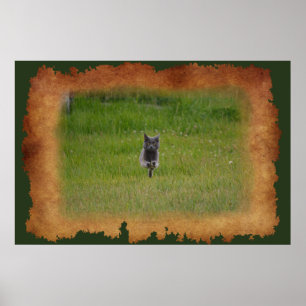 Cute Grey Farm Cat Racing Across Green Grass Photo Poster