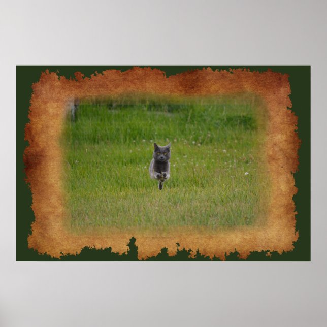 Cute Grey Farm Cat Racing Across Green Grass Photo Poster (Front)