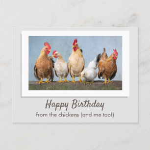 Cute Grey Happy Birthday From The Chickens Postcard
