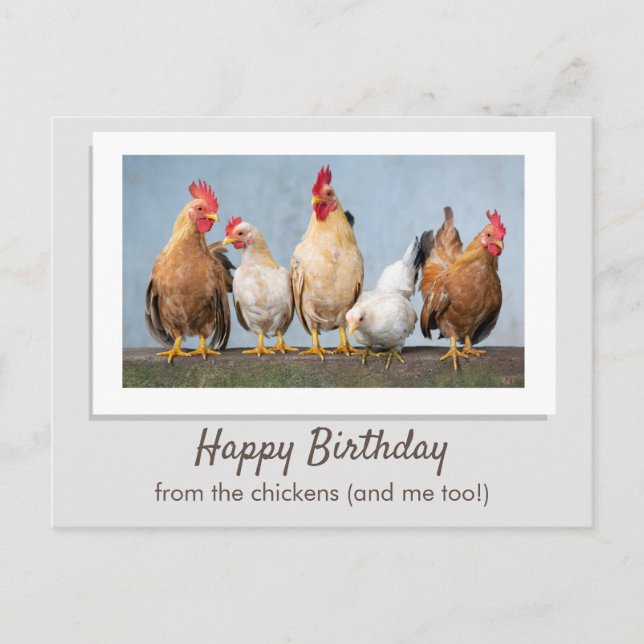 Cute Grey Happy Birthday From The Chickens Postcard (Front)