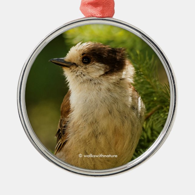 Cute Grey Jay Whiskeyjack Songbird Metal Tree Decoration (Front)