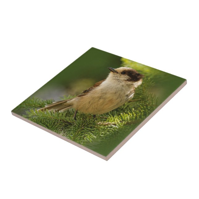 Cute Grey Jay / Whiskeyjack Songbird on Fir Tree Tile (Side)