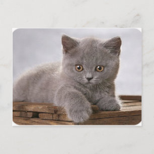 cute grey kitten card