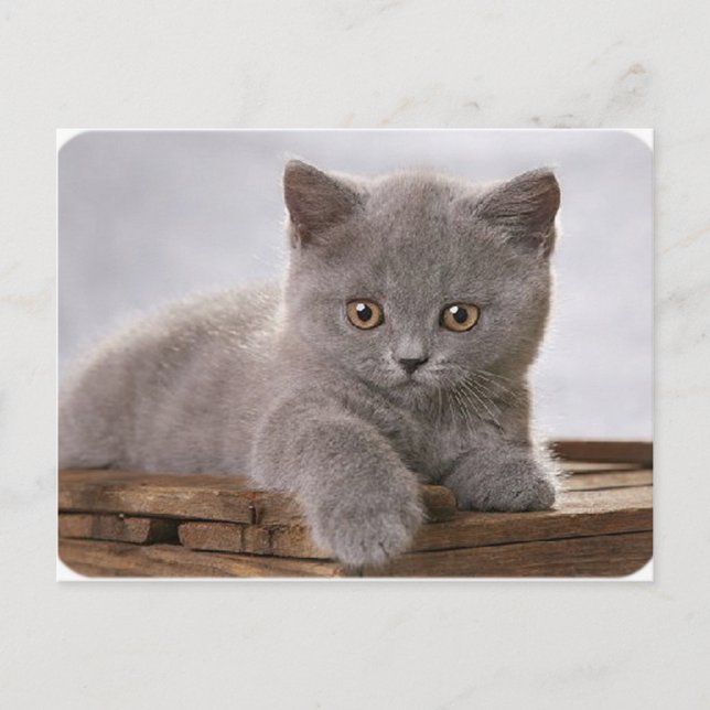 cute grey kitten card (Front)