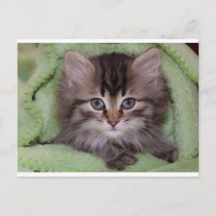 Cute Grey Kitten on Green Blanket Postcard