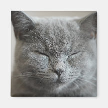 Cute Grey Kitty Face Photo Magnet