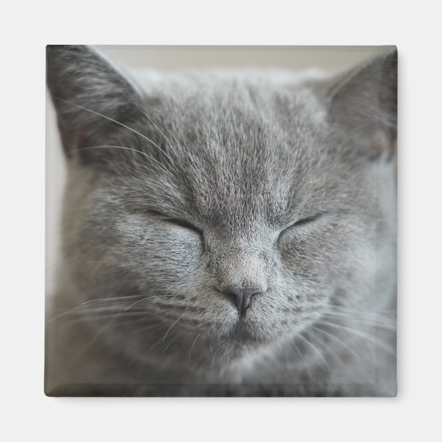 Cute Grey Kitty Face Photo Magnet (Front)
