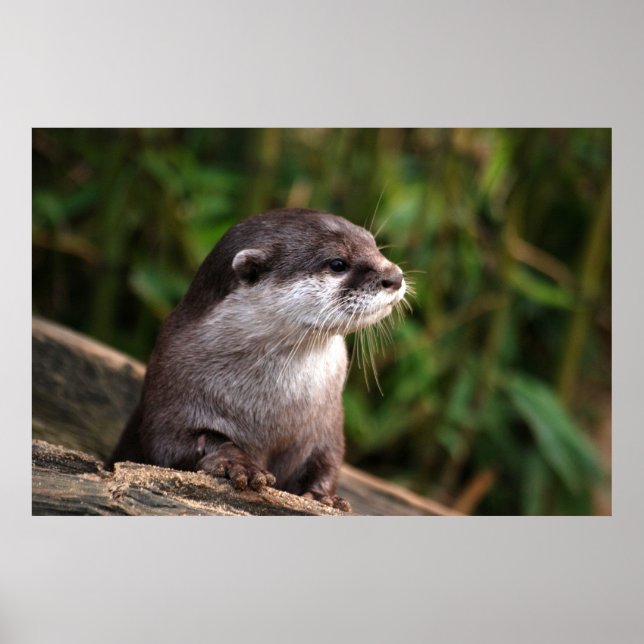 Cute grey otter poster (Front)