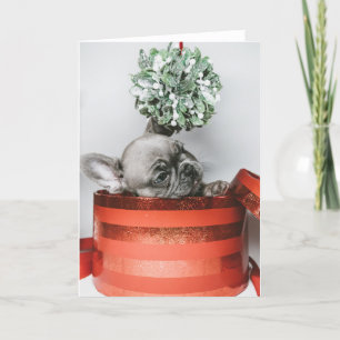 Cute grey puppy in a red box holiday card