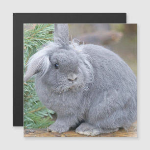 Cute grey rabbit