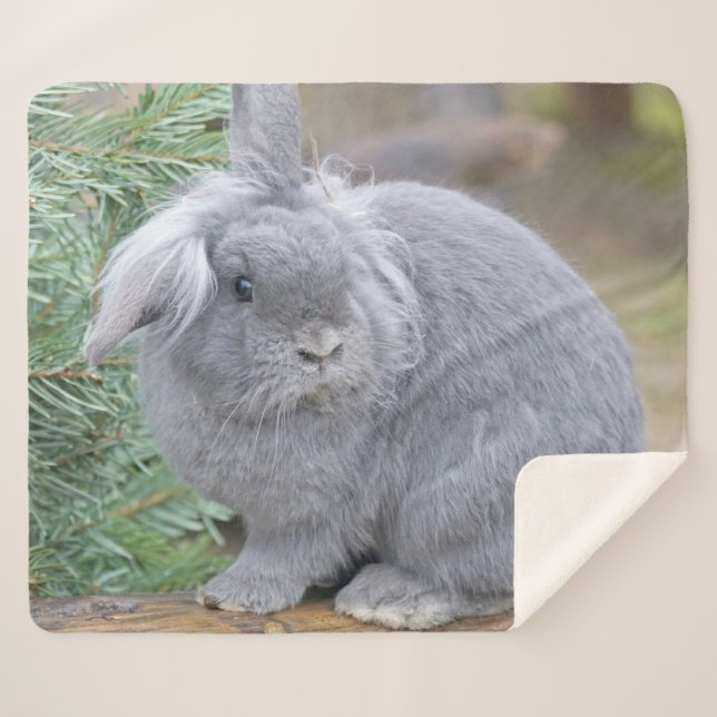 Cute grey rabbit     sherpa blanket (Front (Horizontal))