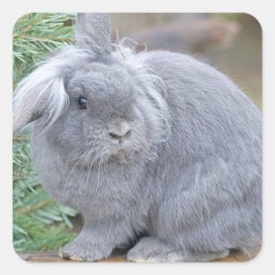 Cute grey rabbit  square sticker