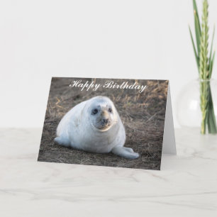 Cute Grey Seal Pup Birthday Card